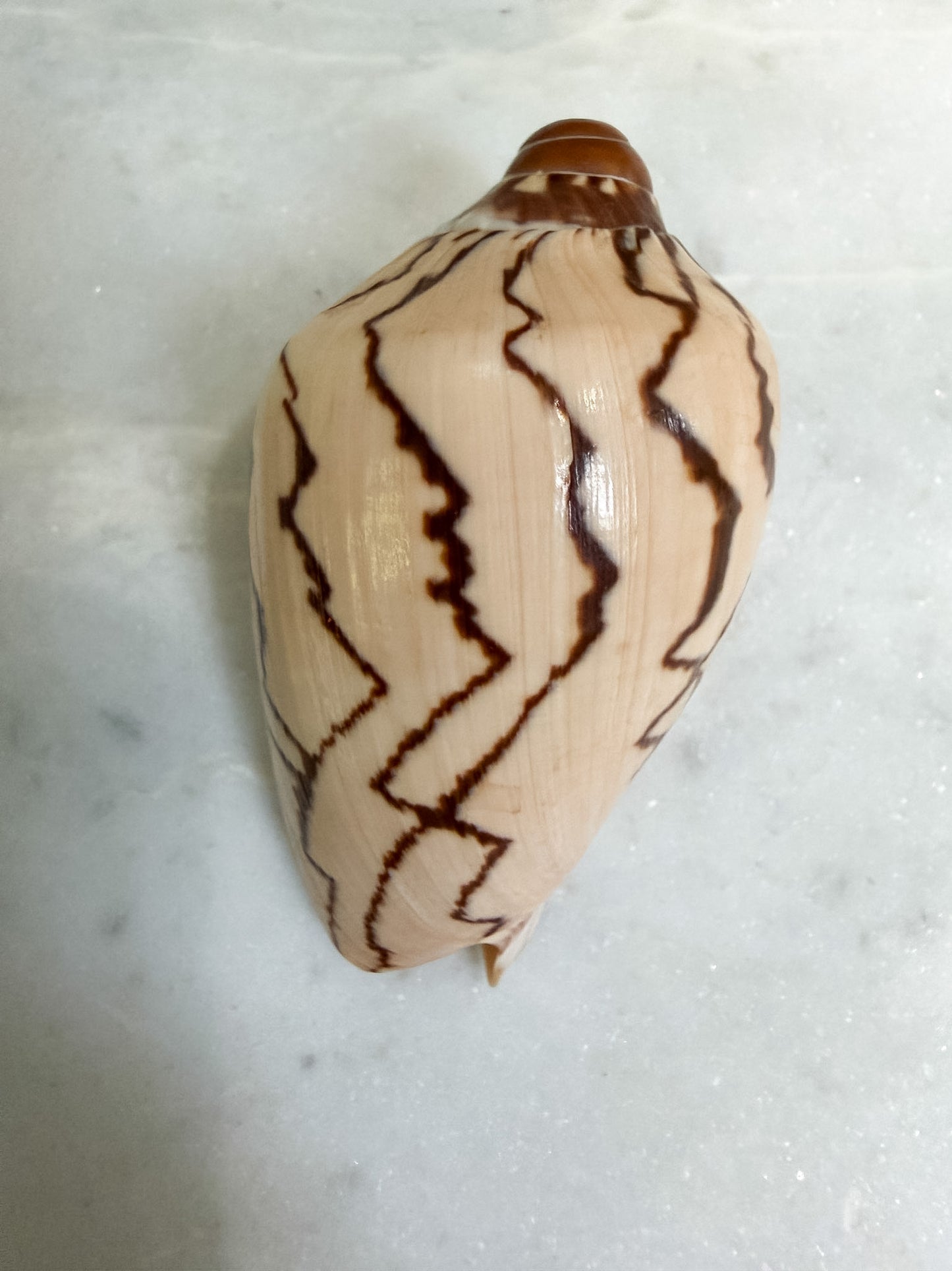 Collection of Shells