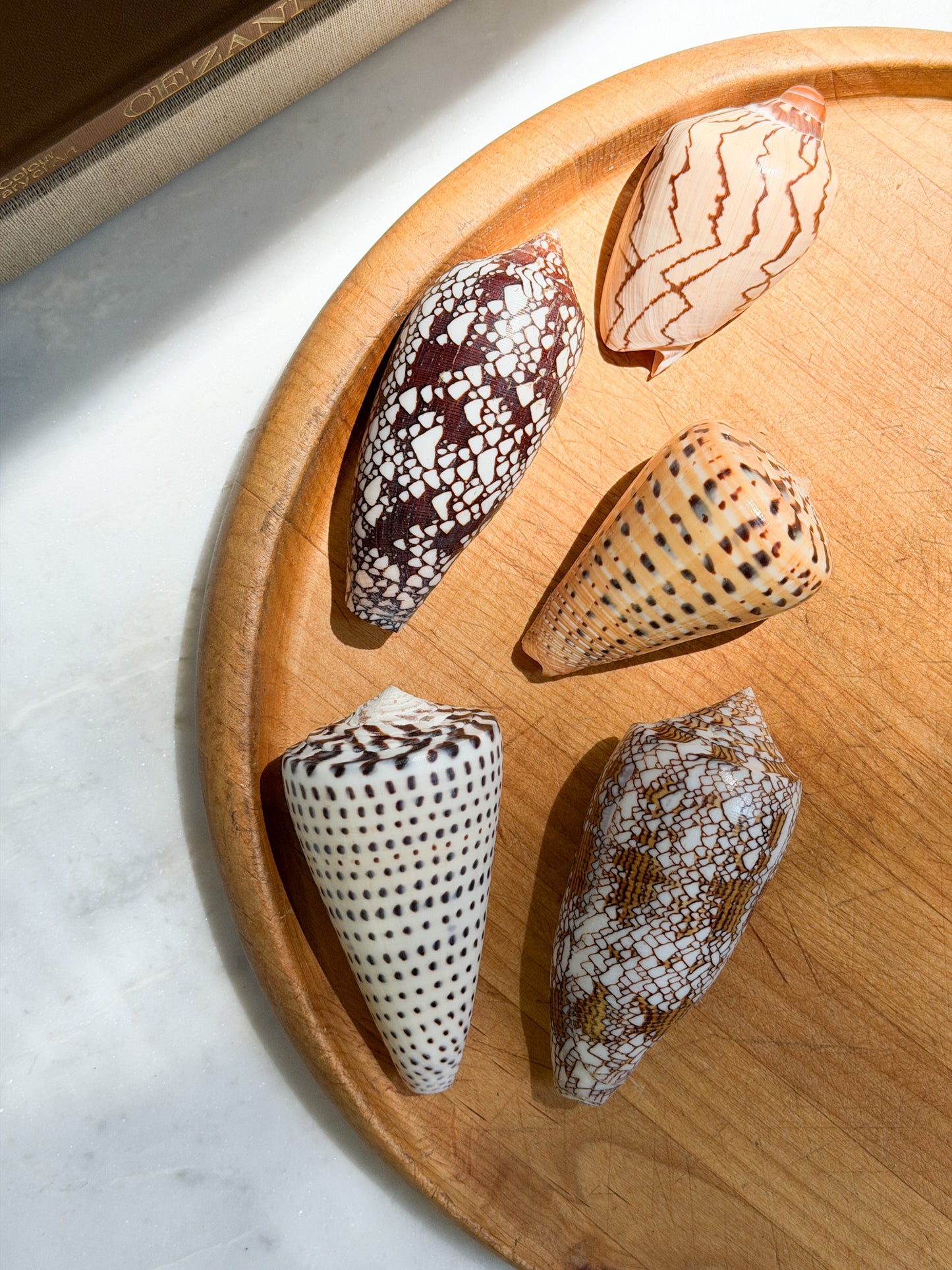 Collection of Shells