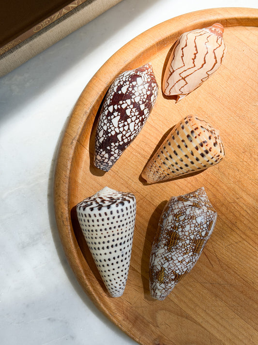 Collection of Shells