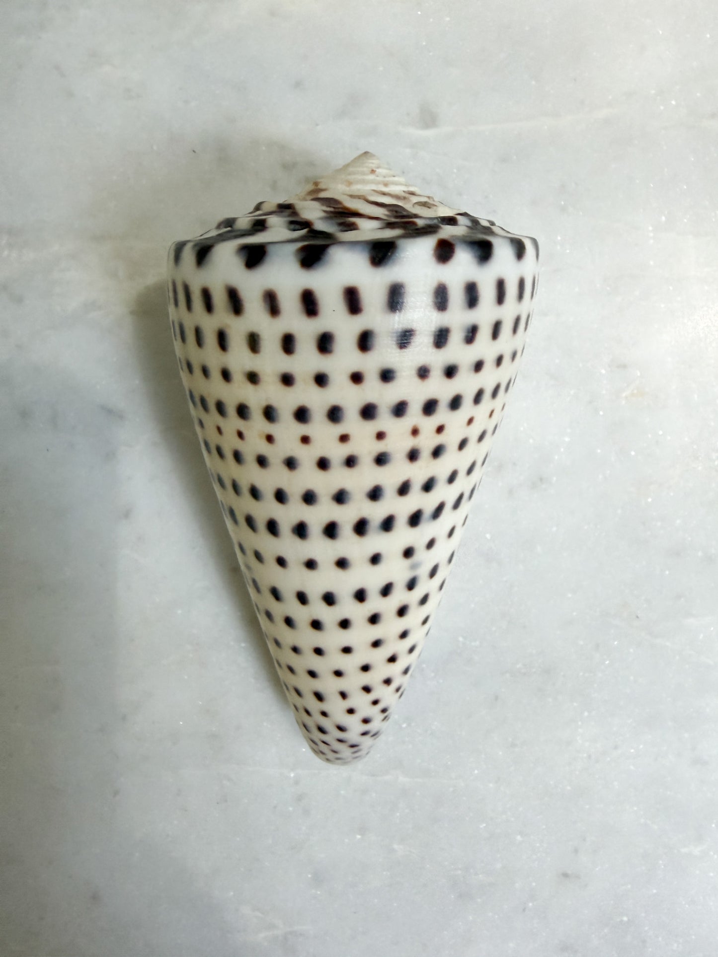 Collection of Shells