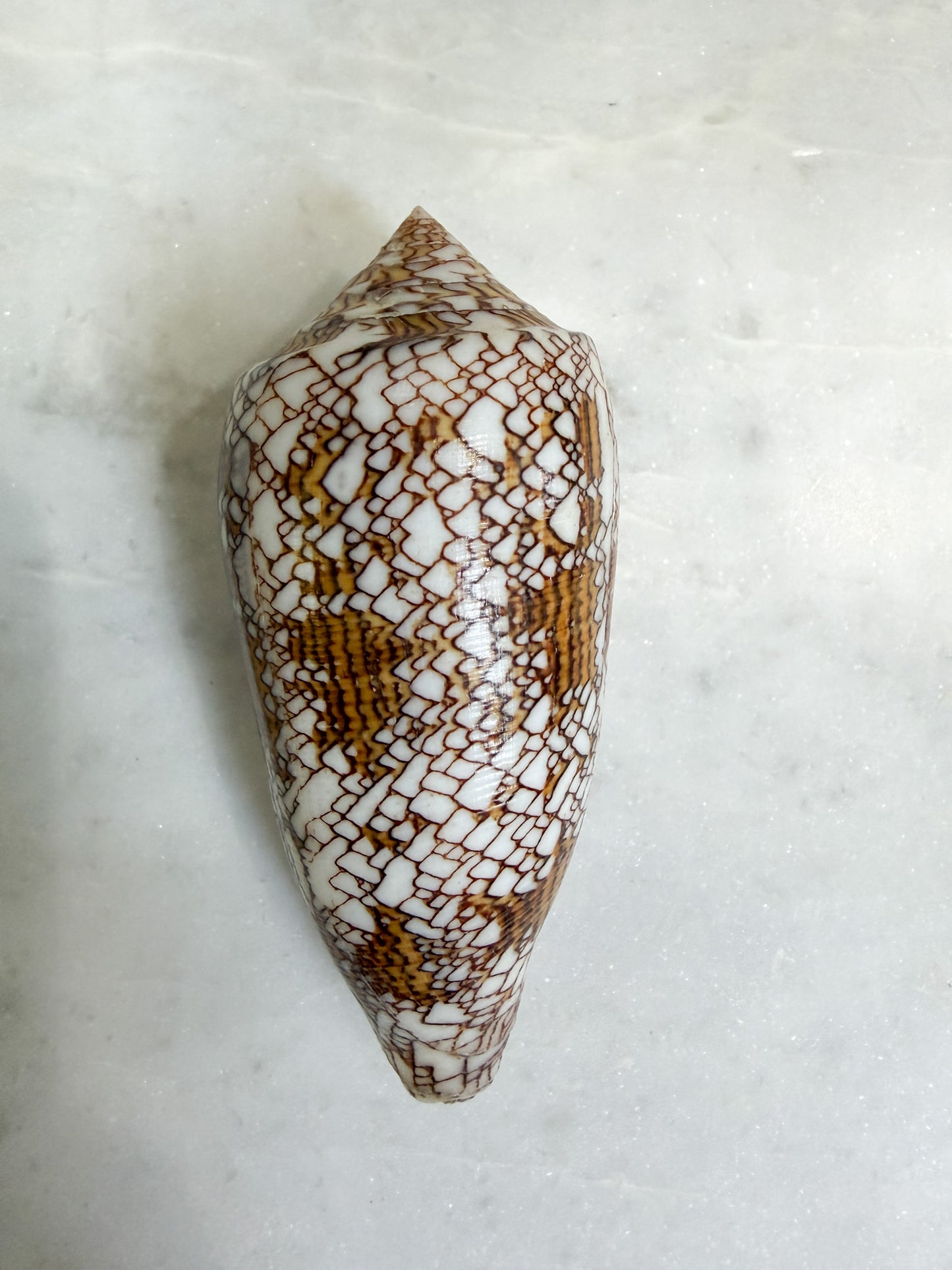 Collection of Shells