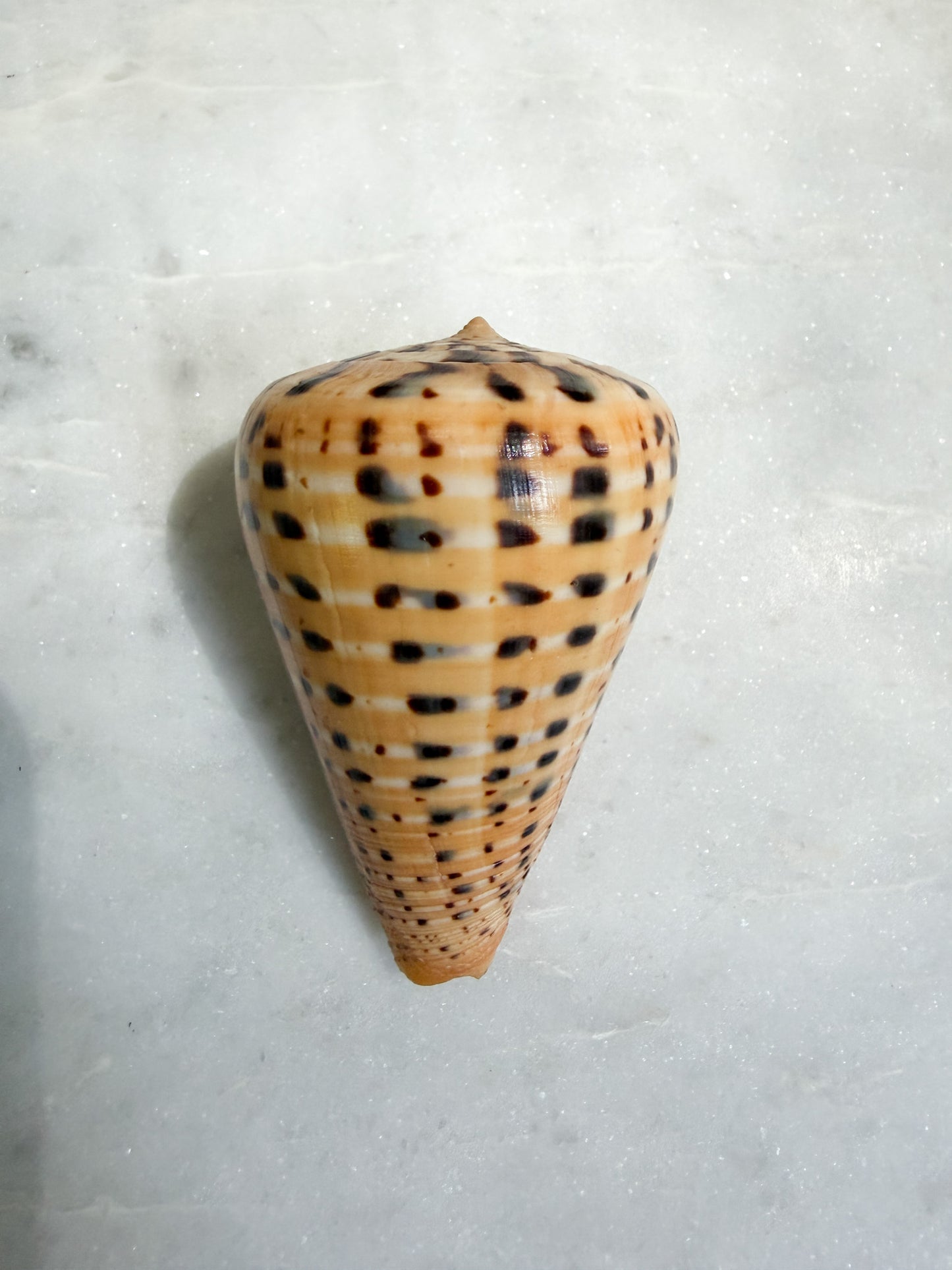 Collection of Shells
