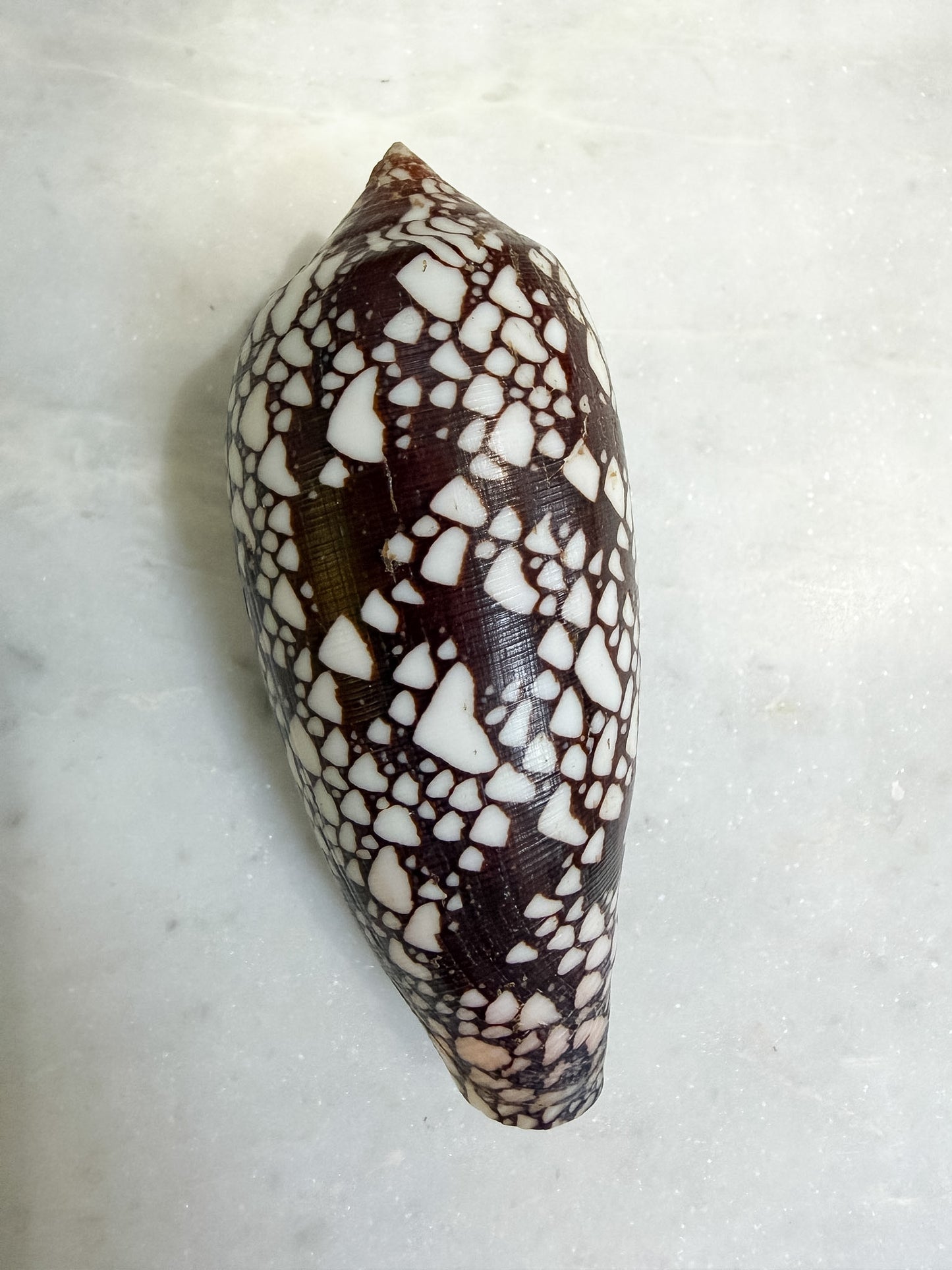 Collection of Shells